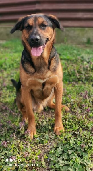 EDUCATION CANINE ALSACE - L' ETOILE DES BERGERS - photo 2