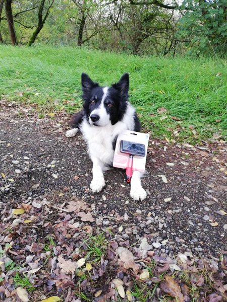 EDUCATION CANINE ALSACE - L' ETOILE DES BERGERS - photo 3