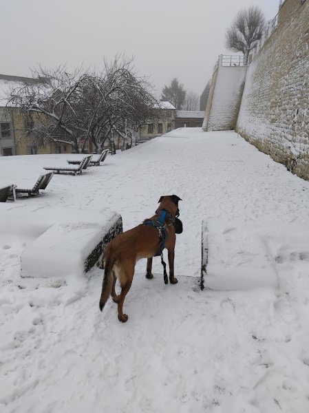 Voyage avec ton chien - photo 1