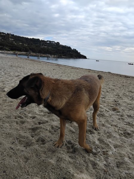 Voyage avec ton chien - photo 2