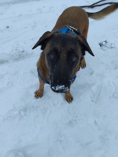 Voyage avec ton chien - photo 3