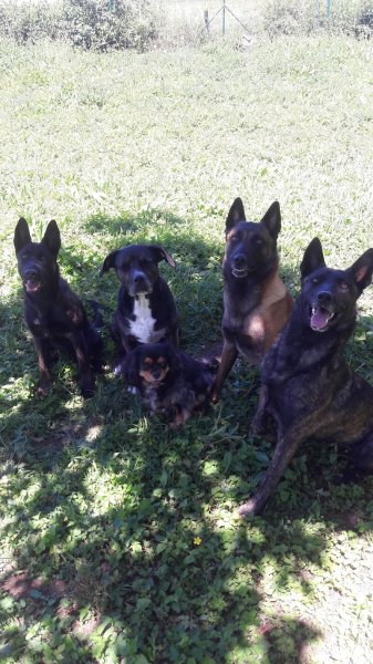 Dresscanin - photo 1