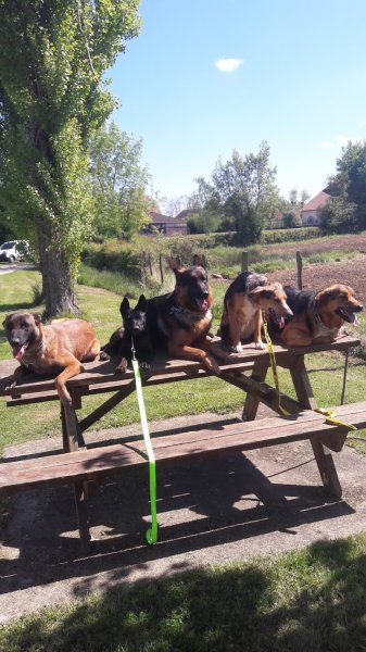 Dresscanin - photo 3