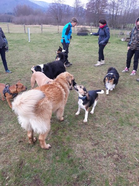 Club Cynophile Centre Alsace