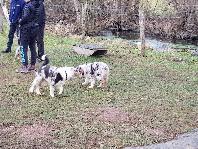 Club Cynophile Centre Alsace - photo 3