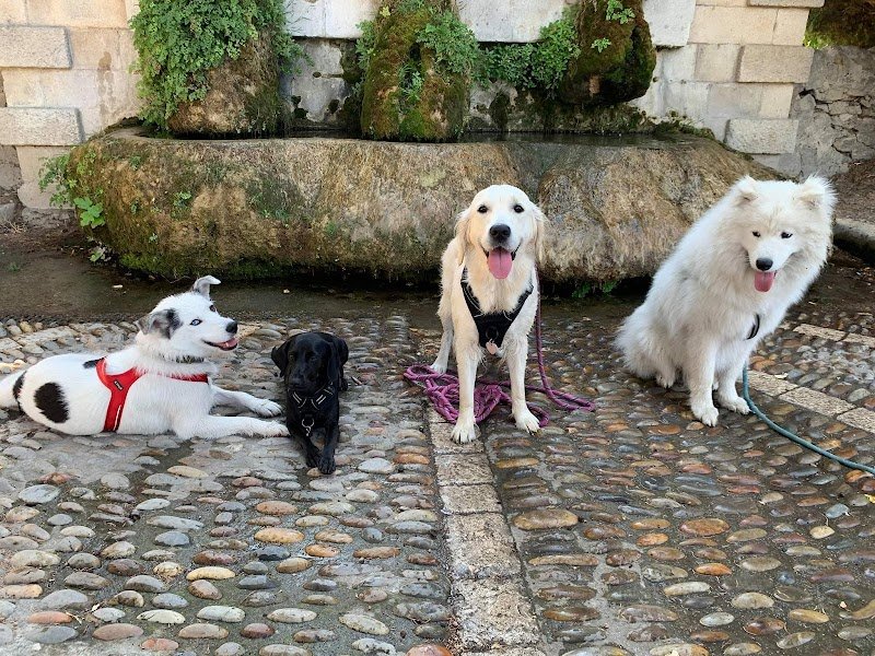 les p'tites pattes éducation canine