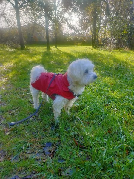 les p'tites pattes éducation canine - photo 3