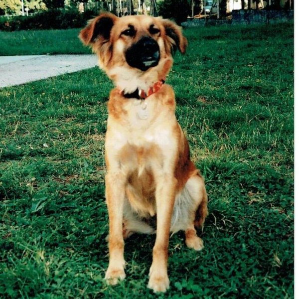 VIBRATIONS ANIMALES - Comportementaliste Canin - MONTAIGU VENDEE - photo 2