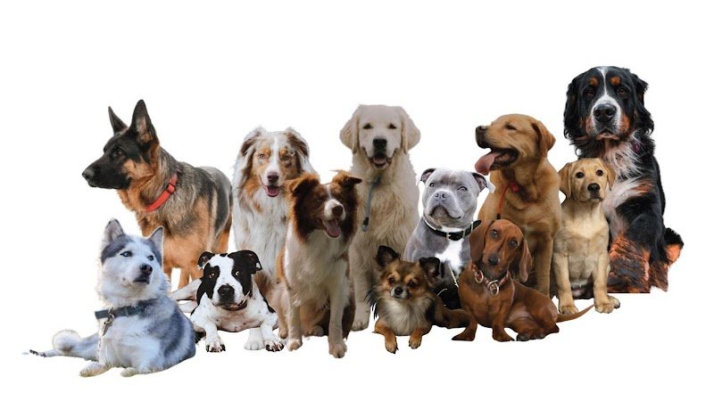 Dog's alpha Concept - Educateur canin - Vosges - Alsace - Meurthe et Moselle