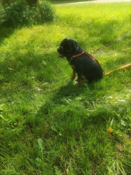 Dog's alpha Concept - Educateur canin - Vosges - Alsace - Meurthe et Moselle - photo 2