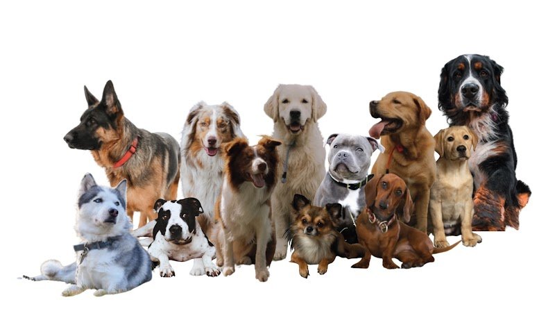 Dog's alpha Concept - Educateur canin - Vosges - Alsace - Meurthe et Moselle - photo 3