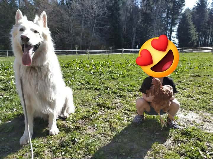 Educateur canin-Loic CORNU-Le-domaine-des-amarocks - photo 2