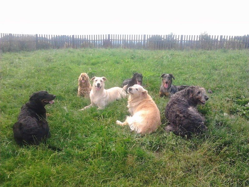 Educateur canin-Loic CORNU-Le-domaine-des-amarocks - photo 3