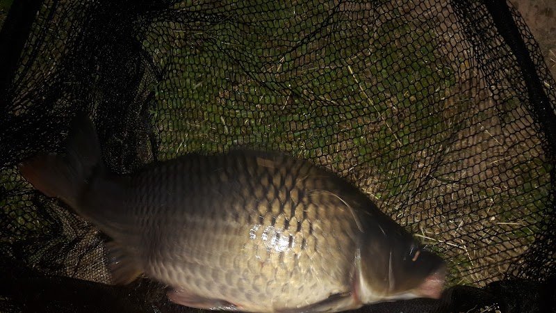 Club Canin Déodatien - photo 2