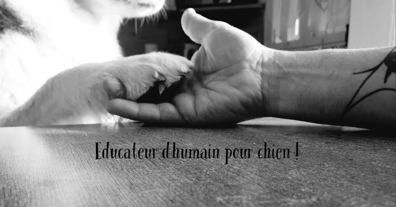 Cani-School 88 éducateur canin et pension canine