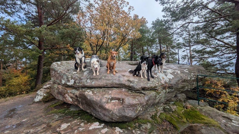 Cani-School 88 éducateur canin et pension canine - photo 2