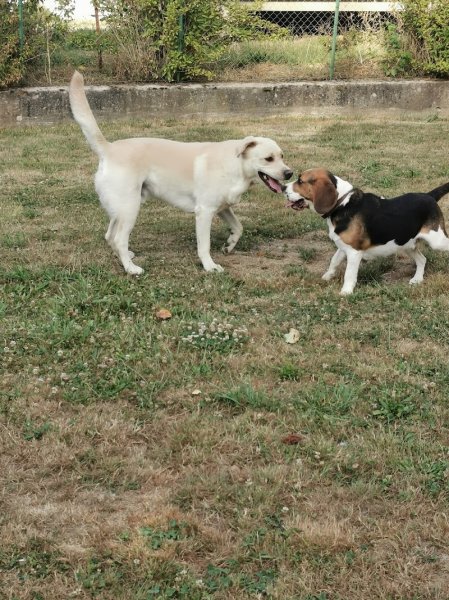 Educanest ,pension , education ,comportementaliste canin - photo 2