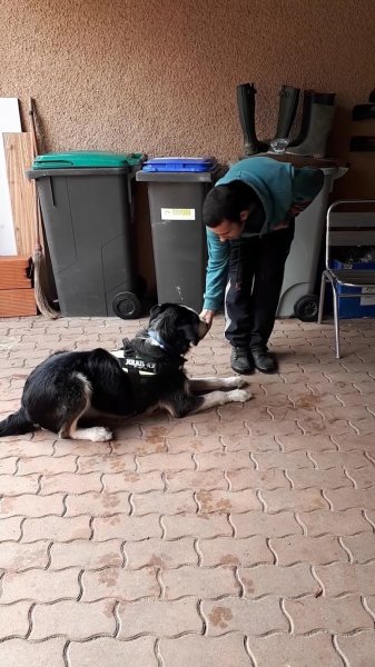 Educateur Canin Toulouse - photo 3