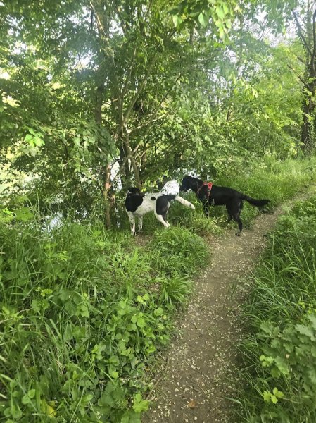 Patte Blanche Éducation Canine - photo 2