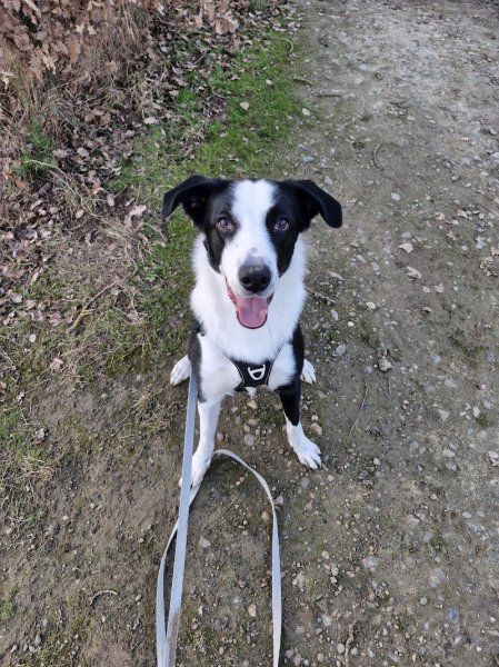 Patte Blanche Éducation Canine - photo 3