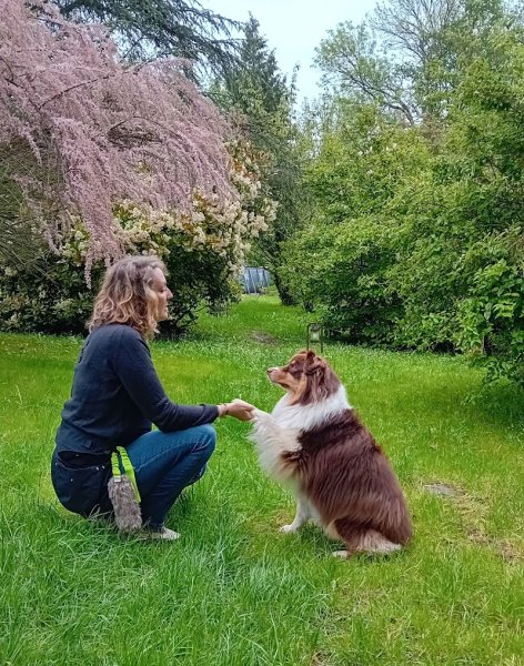 Isis Educ Pro - Educateur comportementaliste canin - photo 2