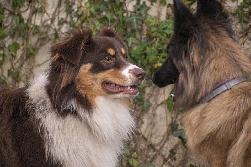 Isis Educ Pro - Educateur comportementaliste canin - photo 3