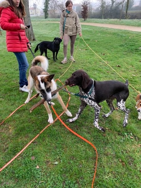Dog Master Class - Educateur canin à Fontenay le comte - photo 2