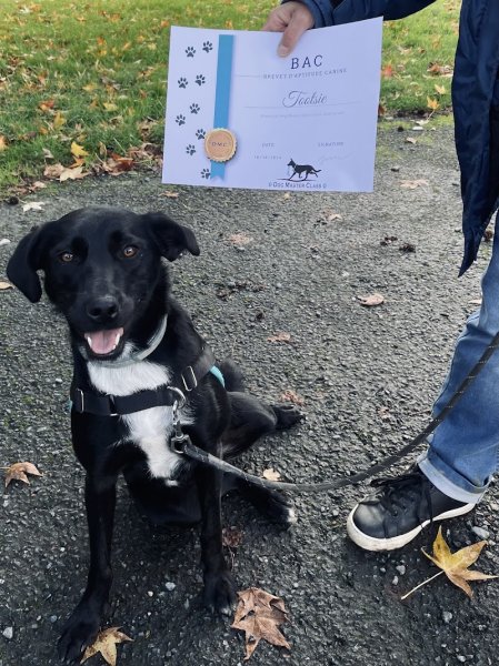 Dog Master Class - Educateur canin à Fontenay le comte - photo 3