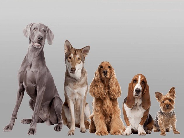 EbEducation education canine