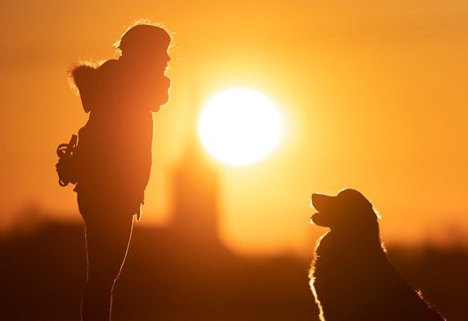 EbEducation education canine - photo 2