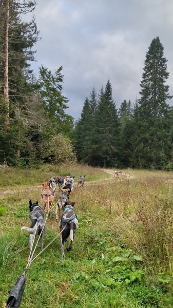 Team Fast Dogs - photo 2