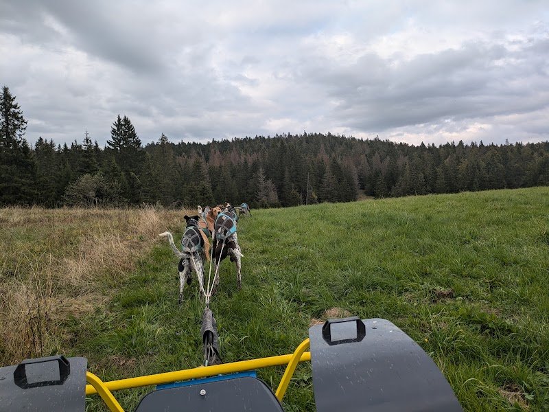 Team Fast Dogs - photo 3