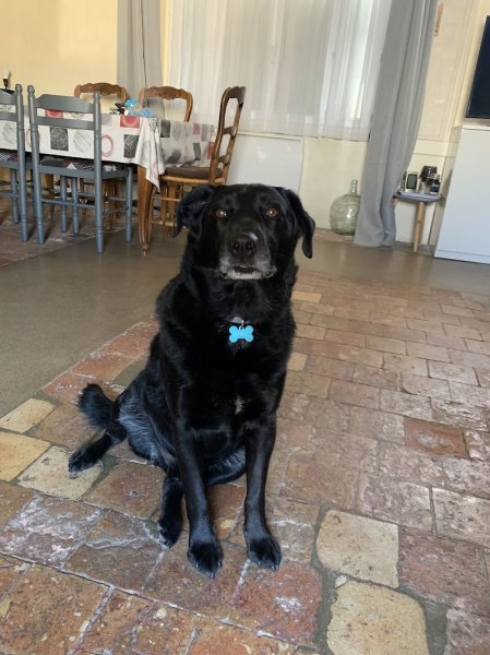 Keen Dog éducation canine - Éducatrice et comportementaliste canin