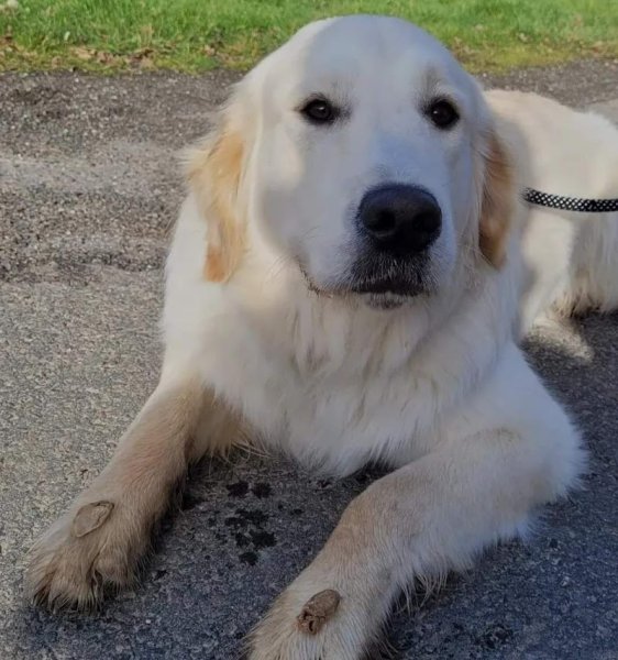 Keen Dog éducation canine - Éducatrice et comportementaliste canin - photo 2