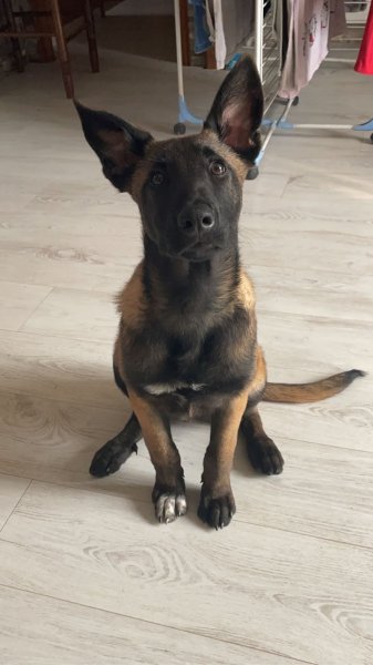 Keen Dog éducation canine - Éducatrice et comportementaliste canin - photo 3