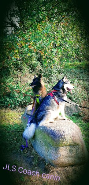 JLS coach canin - photo 2