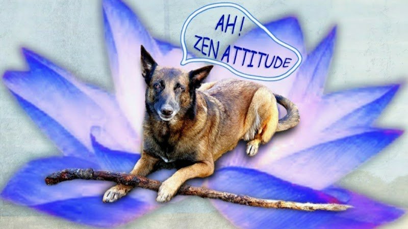 JLS coach canin - photo 3