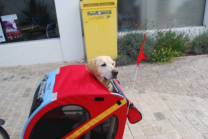 AEquilibrium - Comportementaliste canin, félin et équin