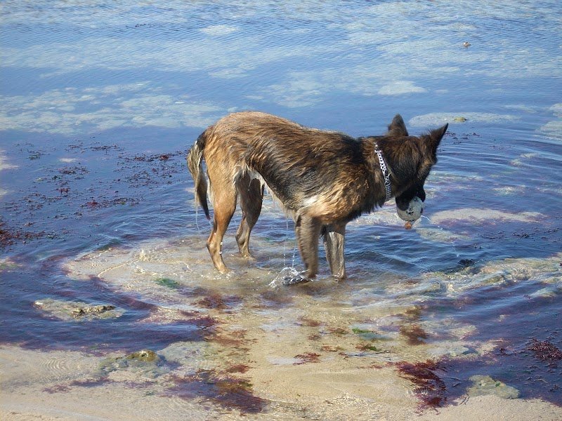 AEquilibrium - Comportementaliste canin, félin et équin - photo 2