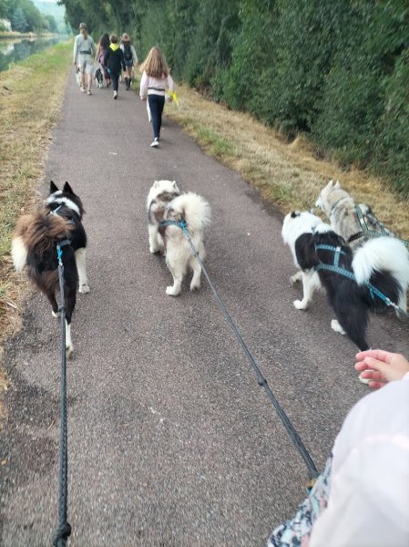 Wood'cie Ranch Canin - kart à chien et cani randonnée