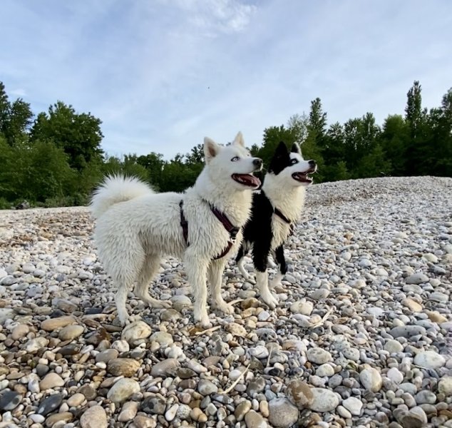 Wood'cie Ranch Canin - kart à chien et cani randonnée - photo 2