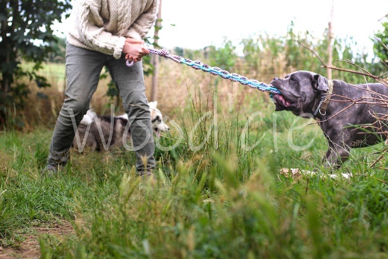 Wood'cie Ranch Canin - kart à chien et cani randonnée - photo 3