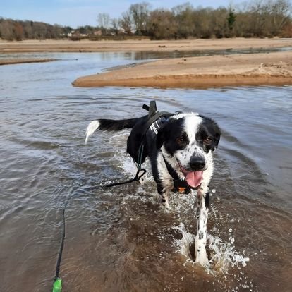 canisports 58 bouge avec ton chien - photo 2