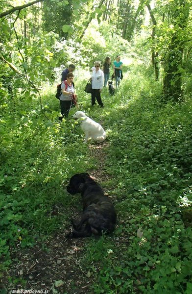 Centre Canin Procyno - photo 3