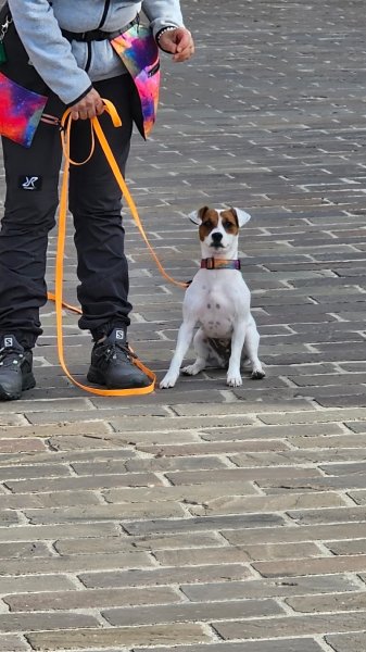 Educ. Coaching Canin Aux Mill's Poils - photo 3