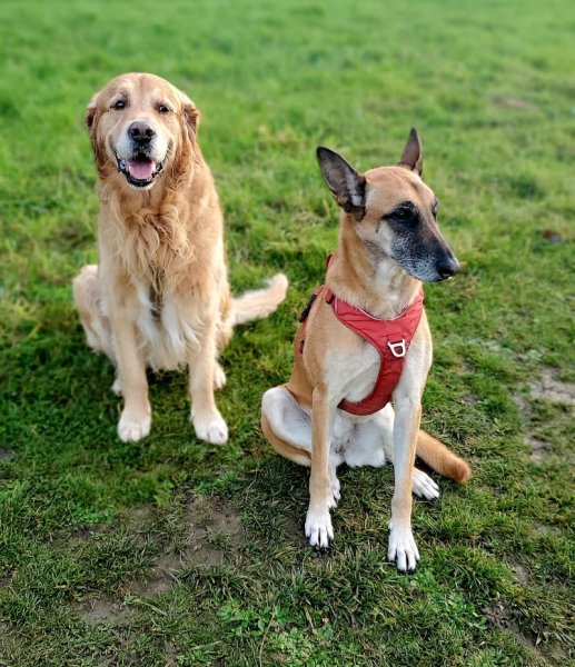 CAPDOG EDUCATION - photo 3