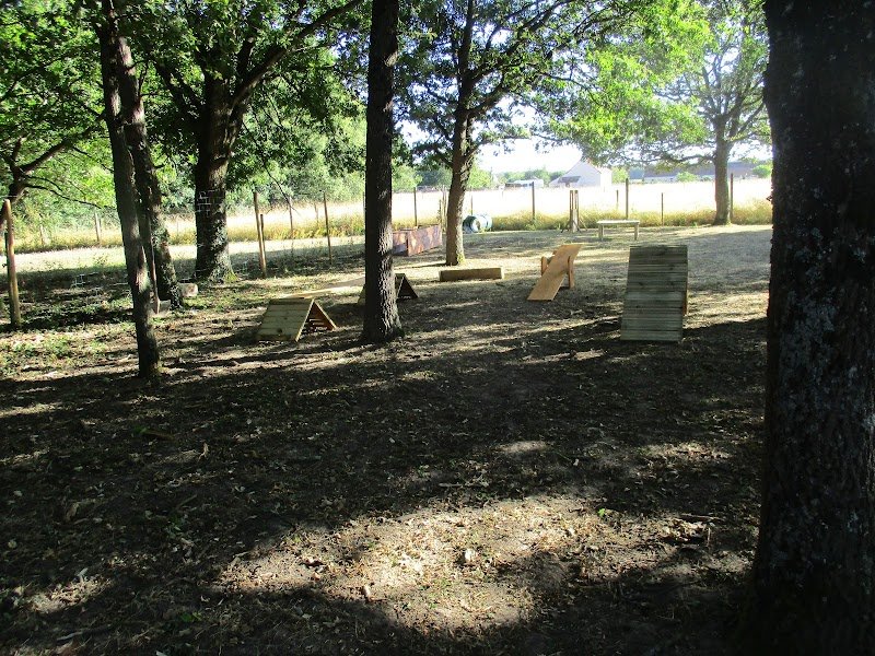 ABC Education canine 37 - photo 3