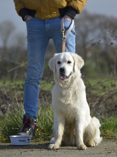 L'ACADÉMIE DES CHIENS - VENDÉE - ÉDUCATEUR CANIN