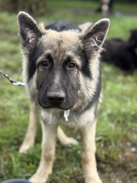 L'ACADÉMIE DES CHIENS - VENDÉE - ÉDUCATEUR CANIN - photo 2