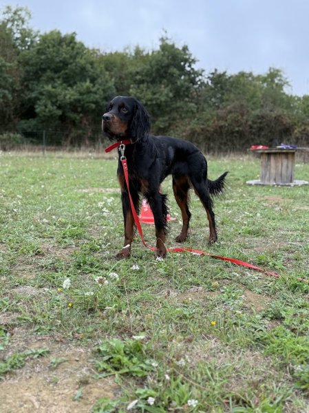 L'ACADÉMIE DES CHIENS - VENDÉE - ÉDUCATEUR CANIN - photo 3